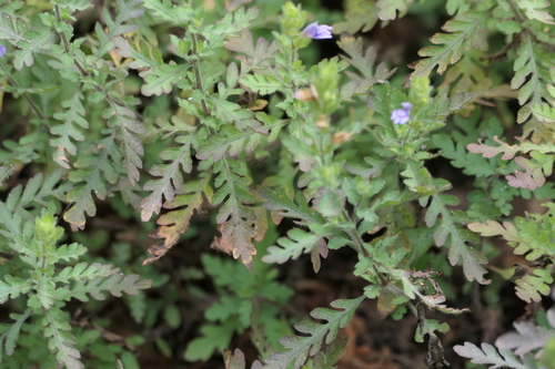 Hygrophila pinnatifida, photograph 5
