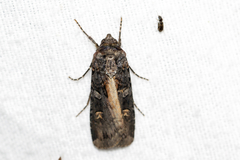 Actebia fennica