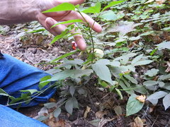 Euonymus occidentalis
