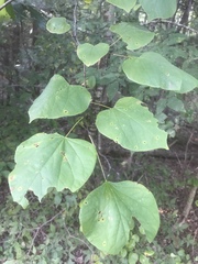 Cercis canadensis canadensis
