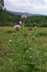 Cirsium pumilum