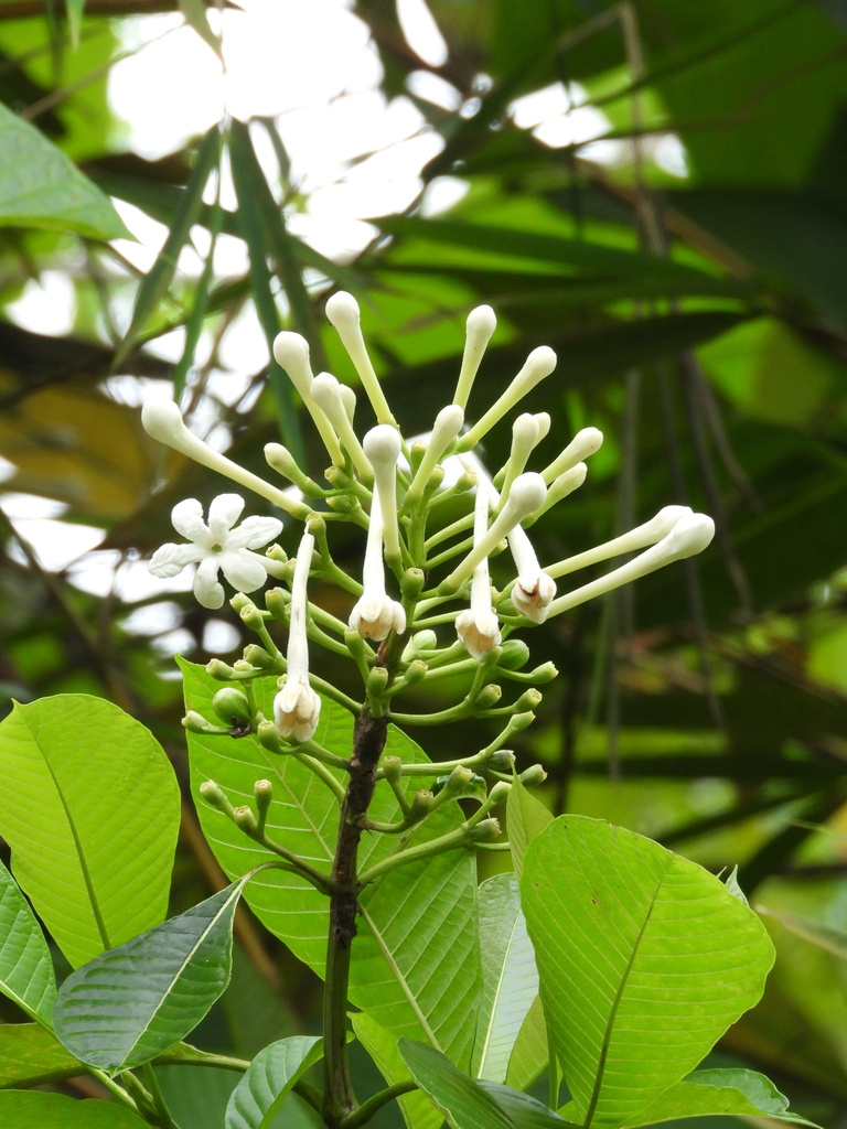 Isertia pittieri