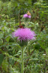 Cirsium pumilum