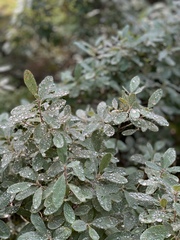 Rhododendron canadense