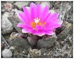 Ariocarpus bravoanus