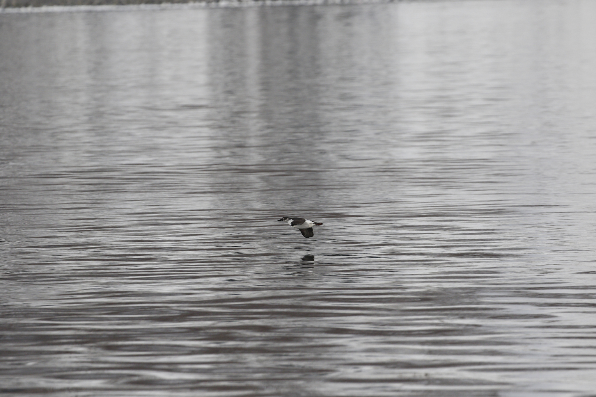 Spectacled Guillemot (Cepphus carbo), photo 10