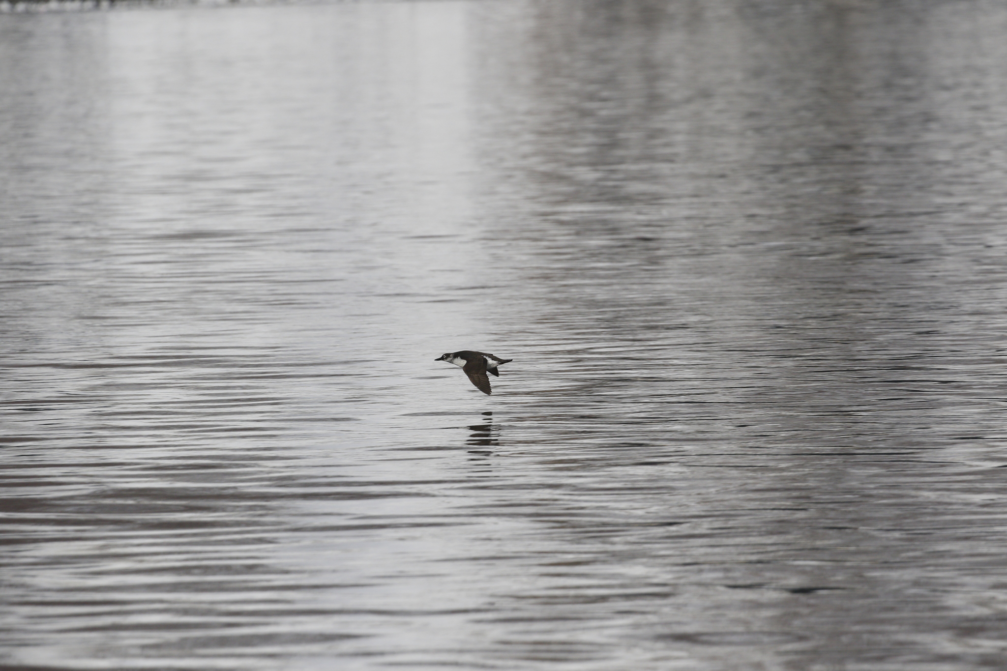 Spectacled Guillemot (Cepphus carbo), photo 9