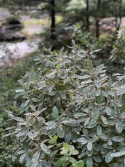 Rhododendron canadense