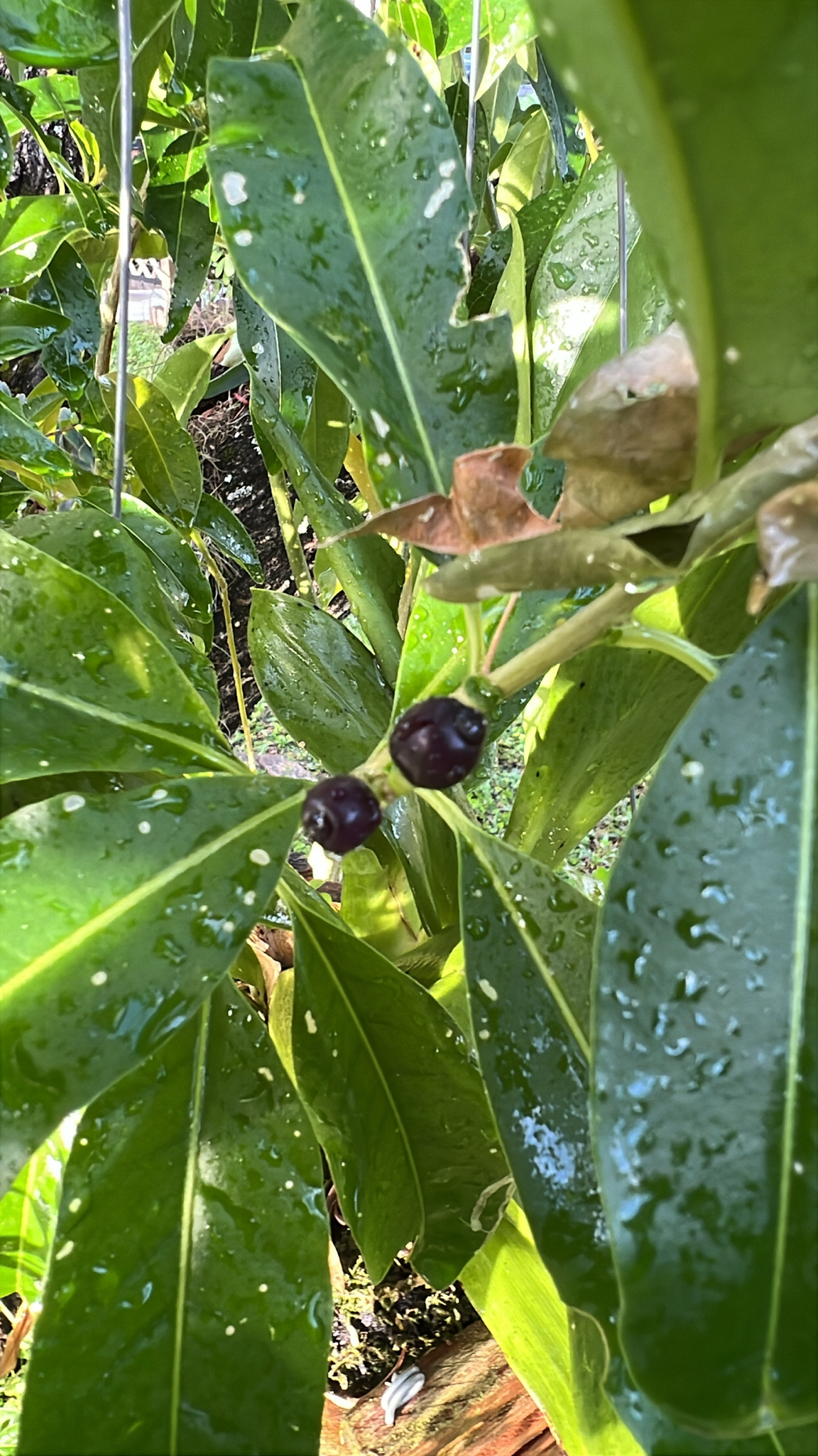 Imagem de Jasmim-verde