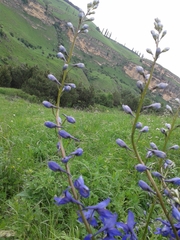 Delphinium flexuosum, photograph нина рафаиловна, CC BY, iNaturalist via GBIF