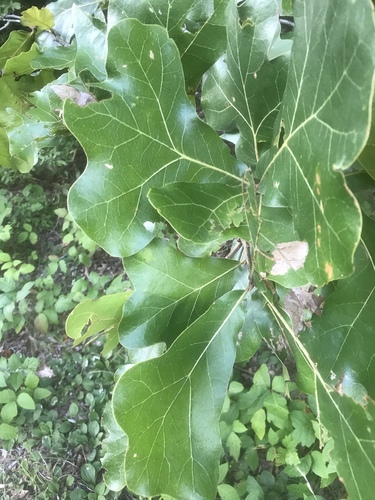 Quercus marilandica var. marilandica