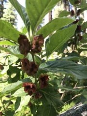 Lonicera involucrata involucrata