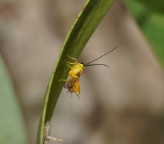Xanthopimpla