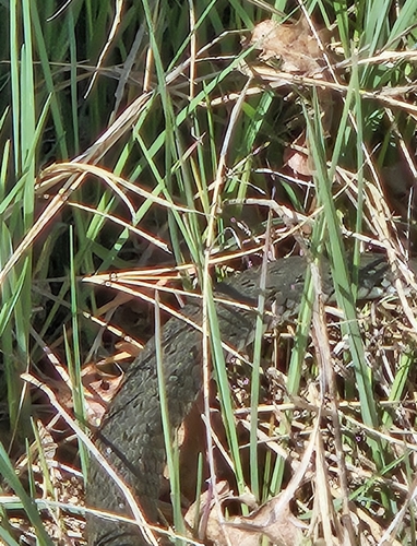 Grass Snake