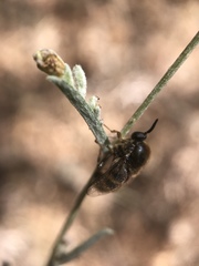 Ocnaea