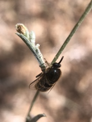 Ocnaea