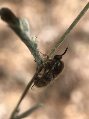 Ocnaea