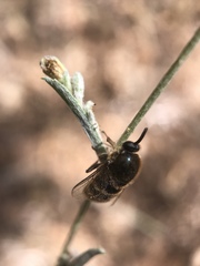 Ocnaea