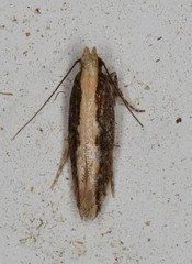 Anomologinae