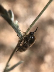 Ocnaea