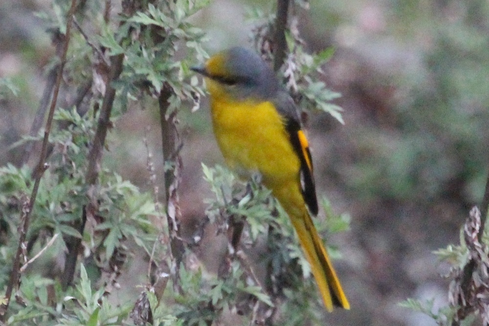Short-Billed Minivet