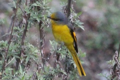 Pericrocotus brevirostris