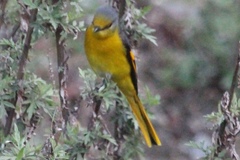 Pericrocotus brevirostris