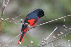 Pericrocotus brevirostris