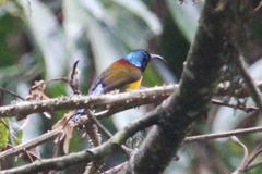 Aethopyga nipalensis