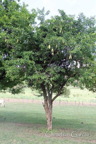Parmentiera aculeata