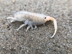 Megalorchestia corniculata