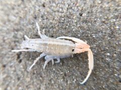 Megalorchestia corniculata