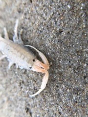 Megalorchestia corniculata