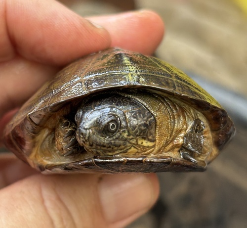 West African Mud Turtle