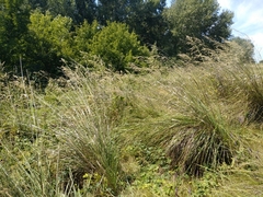 Stipa splendens