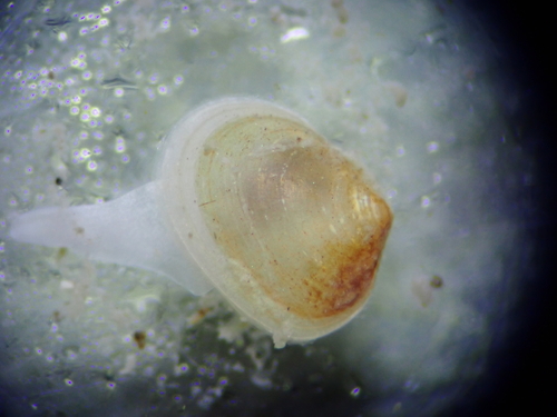 Kurtiella bidentata, 2025-04-12