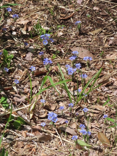 Image of Gentiana zollingeri by (c) mami_t_t, some rights reserved (CC BY)