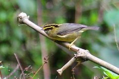 Abroscopus schisticeps