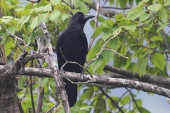 Corvus macrorhynchos levaillantii