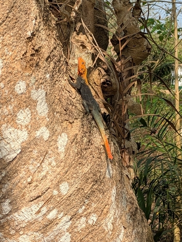 Peters's Rock Agama