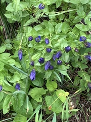 Gentiana calycosa