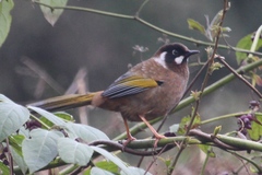 Trochalopteron affine