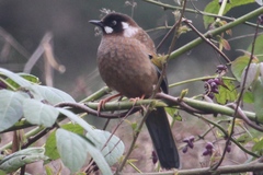 Trochalopteron affine