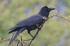 Corvus macrorhynchos levaillantii