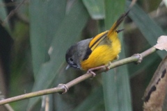 Lioparus chrysotis