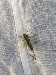 Conocephalus saltans