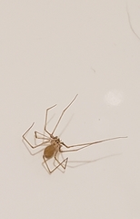 Spermophora senoculata