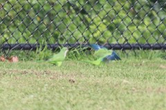 Myiopsitta monachus monachus