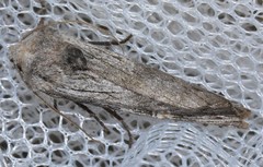 Lithomoia germana