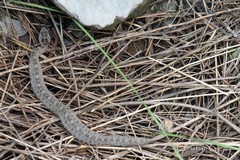 Crotalus aquilus